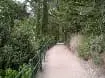 Pinienwald Tappeinerweg zum spazieren